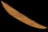 Fossil Shark (Hybodus) Dorsal Spine - Morocco #106560-1